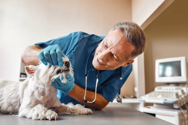 Best Emergency Denture Repair in East Troy, WI